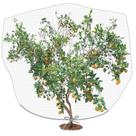 Rede para árvores frutíferas PURPLE STAR 1N Insect Bird Barrier 2,5x2m