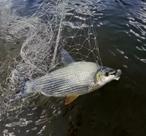Redinha para corimba pro pesca