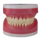 Refil de Dentistica para Manequim Articulado AC 103 Pronew Refil de Dentistica para Manequim Articulado AC 103 Pronew