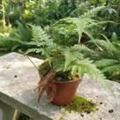 Renda Francesa - Rumohra Adiantiformis - Samambaia Exuberante para Jardinagem
