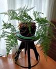 Renda Portuguesa - Samambaia Davallia fejeensis - Planta Tropical Decorativa