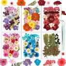 Resiners, kit de flores prensadas secas de 174 peças para artesanato, faça você mesmo