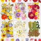 Resiners, kit de flores secas de 174 unidades para artesanato de bricolage