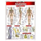 Resumão Anatomia