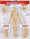 Resumão Medicina - 18 - Anatomia de Superfície