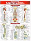 Resumão Medicina - Anatomia Profunda e Posterior - RESUMAO Resumão Medicina - Anatomia Profunda e Posterior - RESUMAO