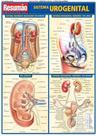 Resumão - Sistema Urogenital - Barros Fischer & Associados