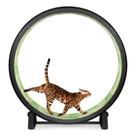 Roda de Exercício para Gatos ONE FAST CAT Gen. 7, 122 cm de diâmetro