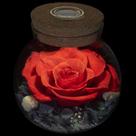 Roliys de rosas reais preservadas com luz ambiente colorida de 11 cm