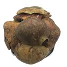 Romã Casca 1kg (Erva Desidratada)