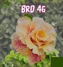 Rosa do deserto adenium Brd 46