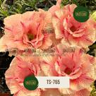 Rosa do deserto amarela dobrada riscadinha TS765