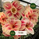 Rosa do deserto BEGE dobrada COM RISCOS flor grande TS660