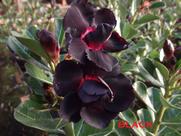 Rosa do deserto Black Negra