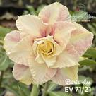 Rosa do deserto Boris Ice enxertada