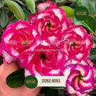 Rosa do Deserto BRD DONA MINA