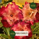 Rosa do deserto Cor avermelhada Pablo Charles Rosa do deserto Cor avermelhada Pablo Charles