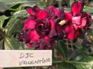 Rosa do deserto DJC Valentina Rosa do deserto DJC Valentina