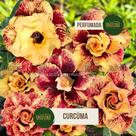 Rosa do deserto DOBRADA BORDÔ COM AMARELA PERFUMADA BRD CÚRCUMA