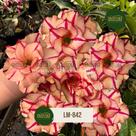 Rosa do Deserto DOBRADA CORAL LM842