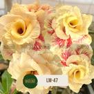 Rosa do Deserto DOBRADA DE FLOR GRANDE AMARELA COM VERMELHO LM47