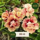Rosa do deserto DOBRADA FLOR GIGANTE BRD46