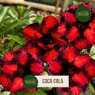 Rosa do deserto dobrada PRETA E VERMELHA COCA COLA Rosa do deserto dobrada PRETA E VERMELHA COCA COLA