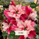 Rosa do Deserto DOBRADA ROSA DELICADA LANÇAMENTO TS855 Rosa do Deserto DOBRADA ROSA DELICADA LANÇAMENTO TS855