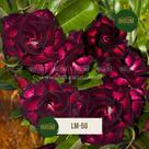 Rosa do deserto dobrada roxa dobrada lm50
