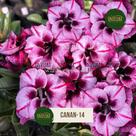 Rosa do deserto DOBRADA ROXA FLORAÇÃO INTENSA CANAN 14