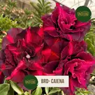 ROSA DO DESERTO DOBRADA tons BORDÔ BRD CAIENA ROSA DO DESERTO DOBRADA tons BORDÔ BRD CAIENA
