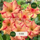 Rosa do deserto dobrada ts630