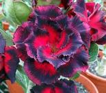 Rosa do deserto ENDLESS LOVE RC16