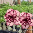 Rosa do deserto enxertada LM149 plantas aptas a floração