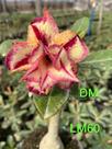 Rosa do deserto enxertada Lm60