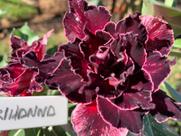 Rosa do deserto enxertada Rihanna apta a floração