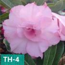 Rosa do deserto enxertada TH4