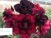 Rosa do deserto enxertada TS44
