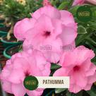Rosa do Deserto Flor Grande COR ROSA BEBE Pathumma