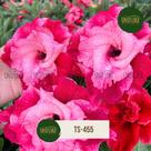 Rosa do deserto flor Vermelha Dobrada Gigante TS-455