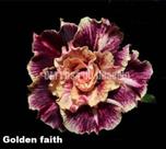 Rosa do deserto Golden faith perfumada Perfumada