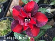 Rosa do deserto Indigo Dream enxertada