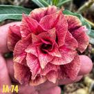 Rosa do deserto JA74 enxertada