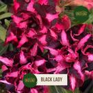 Rosa do deserto multipétalas roxa intensa com listras brd black lady