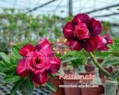Rosa do Deserto Passionate enxertada