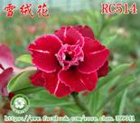 Rosa do deserto Rc514