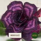 Rosa do deserto Roxa dobrada Índigo Glaze Flor Gigante