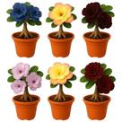 Rosa Do Deserto Sortidas 6 Mudas Vaso Pote 6 Viveiro Gcnb Rosa Do Deserto Sortidas 6 Mudas Vaso Pote 6 Viveiro Gcnb