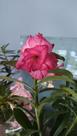Rosa do deserto