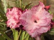 Rosa do deserto TS110 Planta enxertada aptas a floração
